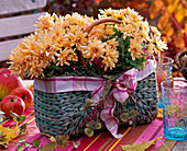 Chrysanthemum Yahou 'Peach' (autumn chrysanthemum)