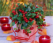 Gaultheria procumbens (mock berry) in small metal bucket