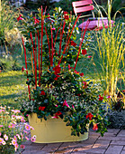 Mandevilla 'Sundaville Red' (Dipladenia), Euphorbia 'Diamond Frost'