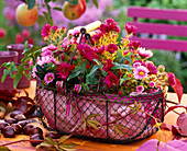 Aster in metal basket lined with paper, Aesculus