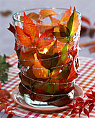 Lantern wrapped with autumn leaves of Parthenocissus (maidenhair vine)
