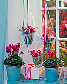 Cyclamen persicum (cyclamen) in blue planters