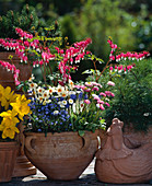 Dicentra spectabilis, Narcissus, Bellis, Myosotis