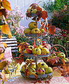 Cydonia (quince) on metal etagere, tendril of Parthenocissus