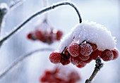 Beeren von Viburnum (Schneeball) im Schnee