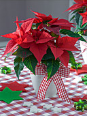 Euphorbia pulcherrima (Christmas Star) in white planter