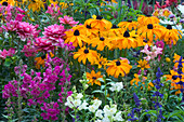 Sommerblumenbeet: Rudbeckia hirta (Sonnenhut), Antirrhinum (Löwenmäulchen), Dahlia (Dahlien), Salvia farinacea (Mehlsalbei)