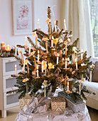Picea pungens 'Glauca' (Stechfichte) als Weihnachtsbaum mit Helleborus