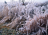 Grasses and perennials in hoar frost