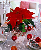 Euphorbia pulcherrima (Christmas star) with silver angel hair