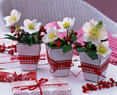 Helleborus niger (Christmas roses) and Ilex (red winterberry)