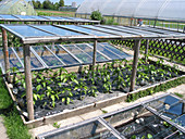 Capsicum (paprika), bed with rain protection, next to it cold frames with cucumbers