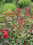 Rotes Sommerbeet mit Dahlia (Dahlien), Ricinus (Rizinus), Antirrhinum