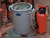 Artemisia abrotanum (Wermut), Brühe mit Wasser ansetzen