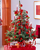Abies nobilis (Edeltanne) als Weihnachtsbaum geschmückt mit roten Rosa (Rosen