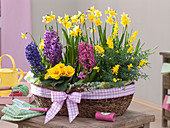 Basket with narcissus (daffodils), hyacinthus (hyacinths), cytisus (broom)