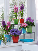 Hyacinthus 'Purple Sensation', 'Pink Pearl' (hyacinths), Primula malacoides