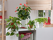 Epipremnum aureum (ivy), Anthurium (flamingo flower), Ficus pumila