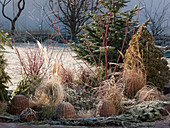 Winterliches Beet teils mit Abies (Tannenzweigen) zugedeckt