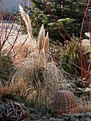 Cortaderia selloana (Pampasgras) wird im Winter zusammengebunden