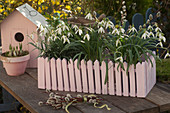 Galanthus nivalis (Snowdrop)