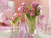 Tulipa (Tulpen) in hohen Glas-Vasen