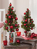 Picea glauca 'Conica' (Zuckerhutfichten) als lebendige Weihnachtsbäumchen