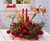 Advent wreath made with blooming Hippeastrum, Pinus