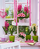 Hyacinthus 'Pink Pearl', 'White Pearl' (hyacinths), Primula (primroses)