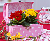 Primula acaulis (spring primroses) in hinged box