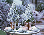 Table arrangement with Picea glauca 'Conica' (sugar loaf spruce)