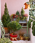 Winter balcony with Picea 'Conica', Pinus 'Varella'