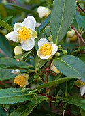 Camellia sinensis (Teestrauch), einfache weiße Blüten