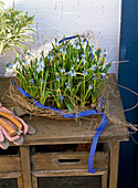 Muscari in heart of bark with dry branches