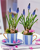 Muscari in cups, flowers of Hyacinthus