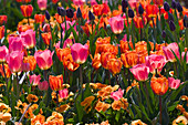 Tulipa (tulips) and Viola wittrockiana (pansies)
