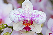 Phalaenopsis (Malayenblume, Schmetterlingsorchidee)
