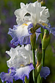 Iris germanica syn. Barbata Elatior 'Alizes' (Bartiris)