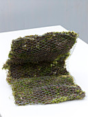 Moss bag with daffodils (3/9) Moss bag with spring flowers (3/8)