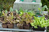Gemüse-Jungpflanzen fürs Gewächshaus: Lactuca (Salat), Brassica
