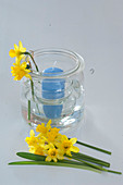 Daffodil lantern 3/5