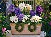 Terracotta box with Hyacinthus (Hyacinths), Primula