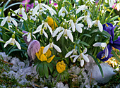 Galanthus nivalis (Schneeglöckchen), Eranthis (Winterling)