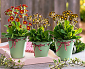 Primula x polyantha 'Gold Laced' (golden rim primroses)