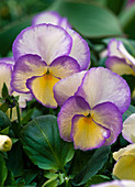 Viola cornuta 'Etain' (Horned violet)