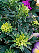 Euphorbia amygdaloides 'Thalia'