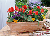 Tulipa 'Red Paradise' (tulips), Crocus (crocuses) in terracotta box