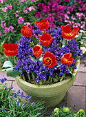 Pot with Tulipa 'Red Paradise' (tulips), Iris reticulata 'Pixie' (iris)