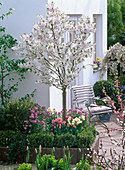 Prunus cerasus (Sauerkirsche) unterpflanzt mit Erysimum