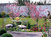 Prunus kurilensis 'Ruby' (pink Kurile cherry)